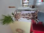 Grote palmboom, Ophalen, Halfschaduw, Minder dan 100 cm