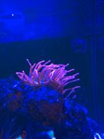 Roze anemoon, Vis