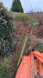 Sierappelboom, Tuin en Terras, Ophalen, Halfschaduw, Overige soorten, 100 tot 250 cm