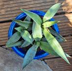 Agave 3stuks, Ophalen, Bloeit niet, Overige soorten, Volle zon