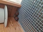 Jonge oosterse rollers, Dieren en Toebehoren, Meerdere dieren, Tropenvogel