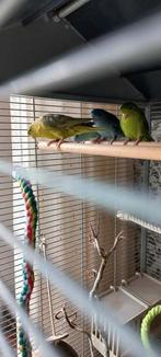 Catarina parkieten 2 kopels in grote kooi +broedkooi, Dieren en Toebehoren, Meerdere dieren, Parkiet