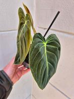 Philodendron Melanochrysum p12, Huis en Inrichting, Kamerplanten, Ophalen of Verzenden, Overige soorten, Minder dan 100 cm
