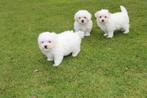 Mini maltezer pups mogen het nest verlaten, CDV (hondenziekte), Meerdere, Maltezer, 8 tot 15 weken
