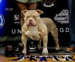 AMERICAN BULLY POCKET – PUPS TE KOOP, Rabiës (hondsdolheid), Overige rassen, 8 tot 15 weken, Meerdere
