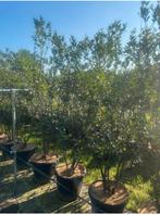 Osmanthus schijnhulst meerstammig leverbaar tot 250 cm hoog, Ophalen, Overige soorten, Struik, 100 tot 250 cm