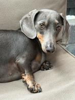 Reserveer teckel pups, Dieren en Toebehoren, CDV (hondenziekte), 8 tot 15 weken, Korthaar, Meerdere