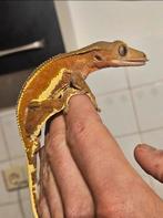 Wimpergekko- crested gecko, Dieren en Toebehoren, Reptielen en Amfibieën, Hagedis, 0 tot 2 jaar