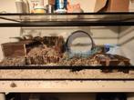 Terrarium, Dieren en Toebehoren, Knaagdieren en Konijnen | Hokken en Kooien, Kooi, Hamster, Ophalen, Minder dan 60 cm