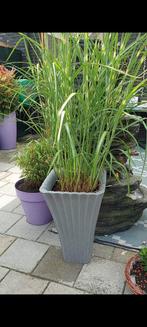 Miscanthus Sinenses pracht riet bont in mooie bloembak, Tuin en Terras, Planten | Bomen, Bloeit niet, 100 tot 250 cm, Palmboom