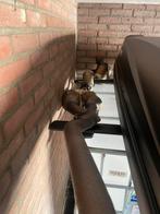 T-toc r 2.0, Auto-onderdelen, Uitlaatsystemen, Ophalen of Verzenden, Gebruikt, Universele onderdelen