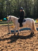 Copwelsch tinker, Dieren en Toebehoren, Zadelmak, C pony (1.27m tot 1.37m), 7 tot 10 jaar, Recreatiepony