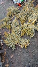 Dadeltakken, Ophalen of Verzenden