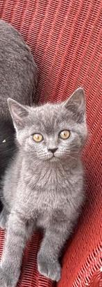 Britse korthaar kitten, Dieren en Toebehoren, Katten en Kittens | Raskatten | Korthaar, Meerdere dieren, Ontwormd, 0 tot 2 jaar
