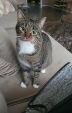 Poes vermist Weesp, Dieren en Toebehoren