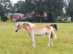 Haflinger jaarling, Dieren en Toebehoren, Pony's, Niet van toepassing, Recreatiepony, 0 tot 2 jaar