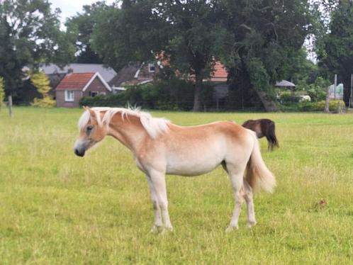 Haflinger jaarling merrie!!, Dieren en Toebehoren, Pony's, Niet van toepassing, Recreatiepony, 0 tot 2 jaar