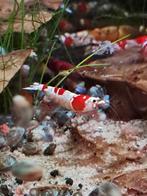 Super mooie  garnalen, Kreeft, Krab of Garnaal