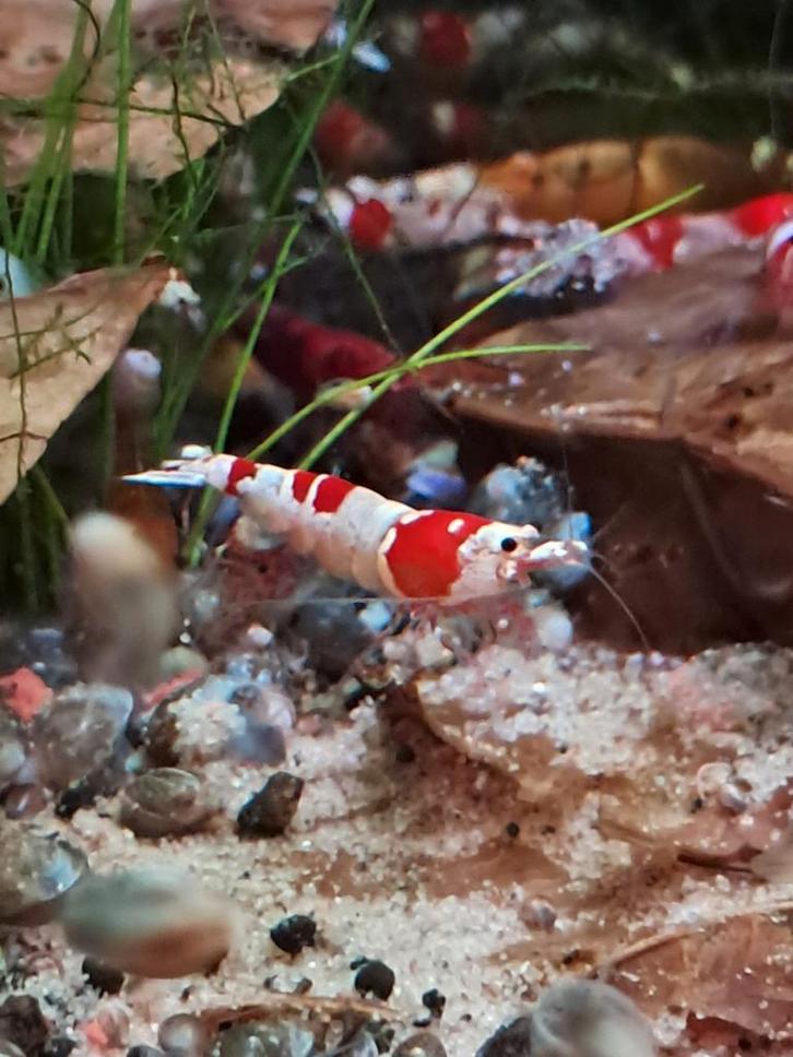 Super mooie  garnalen, Dieren en Toebehoren, Vissen | Aquariumvissen, Kreeft, Krab of Garnaal