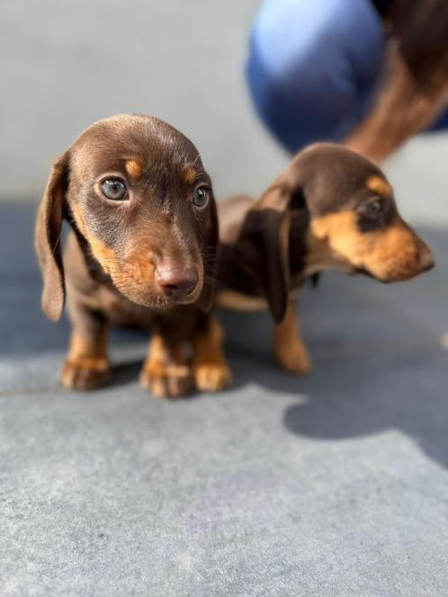 CHOCO TAN dwerg teckel pups!! Scherpe prijs!!, Dieren en Toebehoren, Honden | Teckels en Dashonden, Reu, Korthaar, Dwerg, Particulier