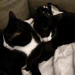 2  lieve katten, Dieren en Toebehoren, Katten en Kittens | Overige Katten