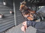 Hollandse kuifhoen hanen. Gratis, Dieren en Toebehoren, Mannelijk, Kip