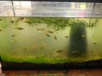 guppy"s, Dieren en Toebehoren, Overige typen
