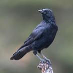 GEZOCHT! Kauw/kraai broedei, Dieren en Toebehoren, Vogels | Overige Vogels, Geslacht onbekend