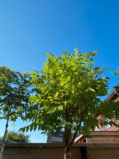 Bol acasia “ Robinia ps. 'Umbraculifera” in POT, Tuin en Terras, Planten | Bomen, Bolboom, 100 tot 250 cm, Halfschaduw, Zomer