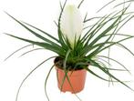 Tilandsia Brommelia? wit apart, Huis en Inrichting, Kamerplanten, Ophalen of Verzenden, Halfschaduw, Minder dan 100 cm