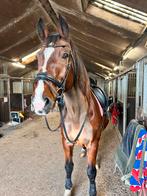 Bijrijder gezocht, lieve ruin omgeving zwolle, Ophalen