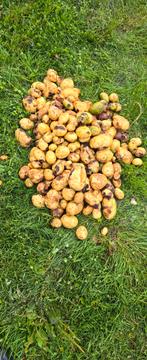 Aardappelen gratis vraatschade, Ophalen