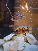 Koppel Marmelade cat, Vis