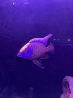 Te koop 5 malawi cichliden mannen (Aulonocara), Dieren en Toebehoren, Vissen | Aquariumvissen, Vis