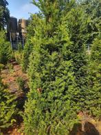 De mooiste volle Taxus Baccata bomen staan in Milheeze., Tuin en Terras, Planten | Bomen, Overige soorten, Lente, 100 tot 250 cm