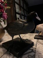 Opgezette Meerkoet, Verzamelen, Dierenverzamelingen, Ophalen of Verzenden, Zo goed als nieuw, Wild dier, Opgezet dier