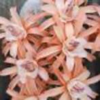 Caudex Adenia sp. Crystal Epidermis Madagaskar Potmaat 15, Overige soorten, Ophalen of Verzenden, In pot, Minder dan 100 cm