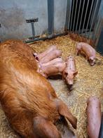 Biggen - vleesvarkens  - buitenvarkens aangeboden!, Meerdere dieren, Varken, 0 tot 2 jaar