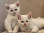 Te koop: 2 schattige kattinnen 🐾, Dieren en Toebehoren, Katten en Kittens | Raskatten | Korthaar, Poes