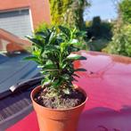 Euonymus green spire(Beste buxus vervanger), Ophalen, Overige soorten, Haag, Minder dan 100 cm