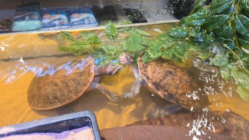 Kweek trio emydura subglubosa, Dieren en Toebehoren, Reptielen en Amfibieën, Schildpad, 11 jaar of ouder