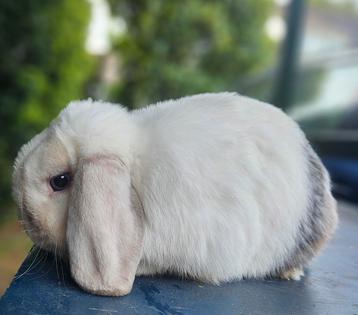 Mooie ram Siamees blauwoog  beschikbaar voor biedingen