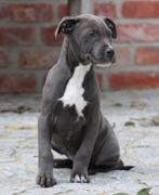 Amerikaanse Stafford pup, Dieren en Toebehoren, Honden | Jack Russells en Terriërs, België, Reu, CDV (hondenziekte), 8 tot 15 weken