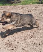 Schitterende oudduitse herder x witte herder pups, Dieren en Toebehoren, Honden | Herdershonden en Veedrijvers, 8 tot 15 weken