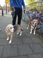 Honden Biegel.s, Dieren en Toebehoren, Honden | Niet-rashonden, België, Particulier, 1 tot 2 jaar, Meerdere