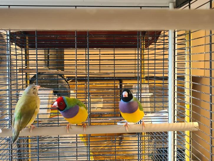 prachtige gouldamadines, Dieren en Toebehoren, Vogels | Overige Vogels, Tropenvogel, Mannelijk