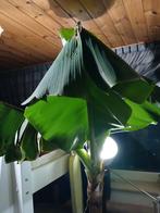 Bananen boom, Ophalen