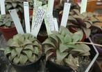 Cactussen en vetplanten: bijzondere haworthia's, Ophalen of Verzenden, Overige soorten, Halfschaduw, Minder dan 100 cm