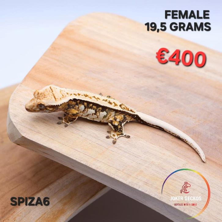 Wimpergekko Correlophus ciliatus JOKERGECKOS