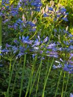 Agapanthus groote plant., Ophalen, Zomer, Overige soorten, Volle zon